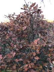 Quercus ilicifolia