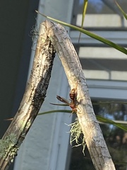 Polistes dorsalis dorsalis