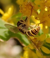 Sphaerophoria contigua