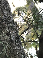 Pinus glabra