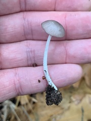 Bolbitius reticulatus