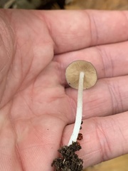 Bolbitius reticulatus