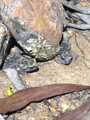 Uperoleia laevigata