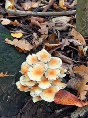 Hypholoma