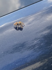 Phidippus arizonensis