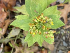Solidago petiolaris