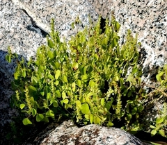 Acalypha ostryifolia