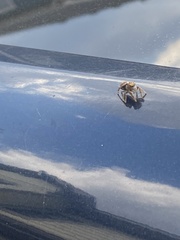 Phidippus arizonensis