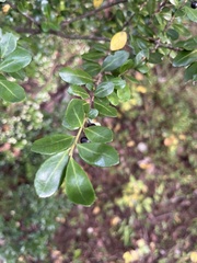 Ilex crenata