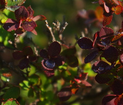 Vaccinium uliginosum