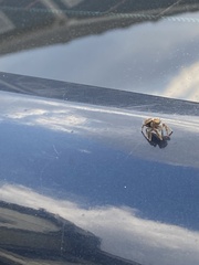 Phidippus arizonensis