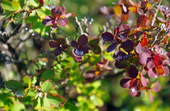 Vaccinium uliginosum