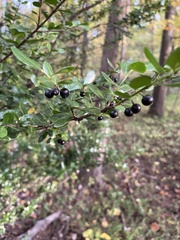 Ilex crenata