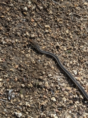 Masticophis lateralis