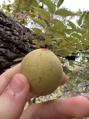 Juglans major