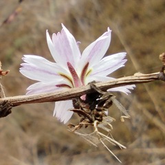 Stephanomeria diegensis
