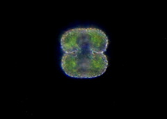 Cosmarium