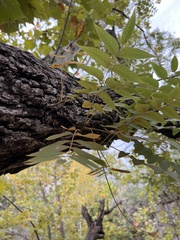 Juglans major