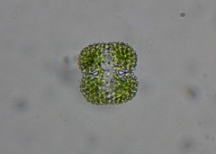 Cosmarium