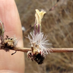Stephanomeria diegensis