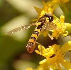 Sphaerophoria contigua