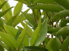 Phylloscopus sibilatrix