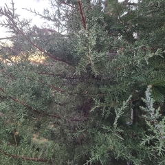 Juniperus occidentalis
