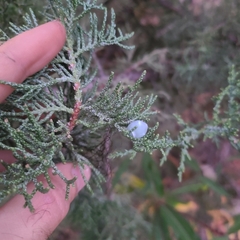 Juniperus occidentalis