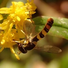 Sphaerophoria contigua