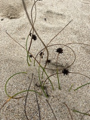 Juncus breweri