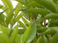 Phylloscopus sibilatrix