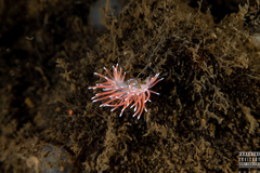 Carronella pellucida