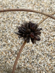 Juncus breweri