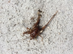 Ceuthophilus maculatus