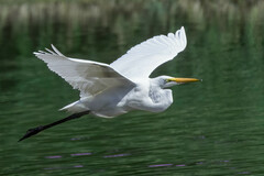 Ardea alba