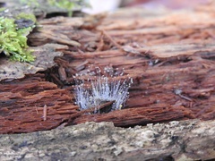 Phycomyces