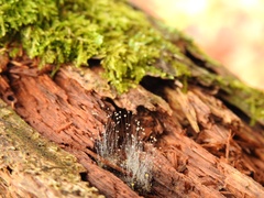 Phycomyces
