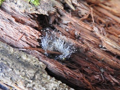 Phycomyces