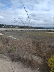 Stephanomeria diegensis