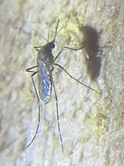 Aedes taeniorhynchus