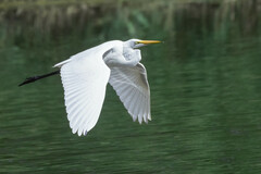 Ardea alba