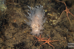 Dendronotus europaeus