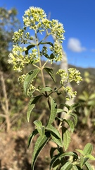 Koanophyllon simillimum