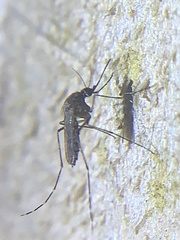 Aedes taeniorhynchus