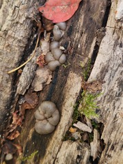 Lycogala flavofuscum