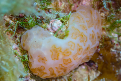 Aplidium conicum