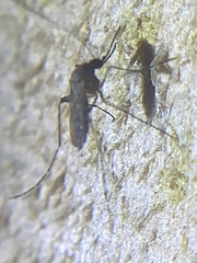 Aedes taeniorhynchus