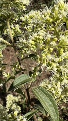 Koanophyllon simillimum