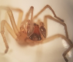 Cheiracanthium virescens