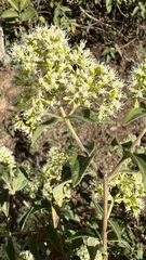 Koanophyllon simillimum